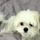 كلب ذكر شيتزو لولو عمره عام للبيع
