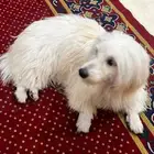 للبيع كلب عمرو سنتين متطعم ومعه اغراضه