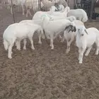 طليان بريه مراح