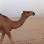 الموقع بحره