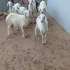 خرفان