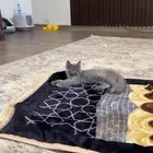 قطوه شيرازي انثى عمره 3 اشهر