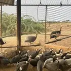 حجل او دجاج حبشي