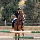 حصان انقليزي قفز لايجي الا الصامل