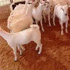 تيوس لبناني المزاحمية المشاعلة اا تم البيع