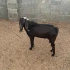 فحل قبرصي