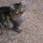 قطو في العليا ضايع