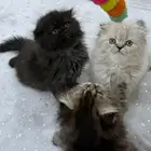 قطط قطه كوتش قطة بيع
