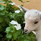 ماعز قزمي ابيض اصل الليف جدا ويقبل الرضاعه
