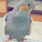 أنثى كروان أليفه جاهزه للأنتاج