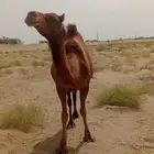 ملاقي
