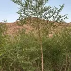 اشجار سدر بلدي