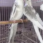 زوج كروان تم البيع