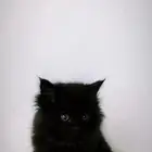 قط شيرازي للبيع