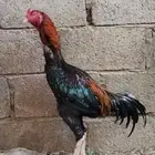 ديك باكستاني وديكه فارسيه