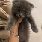 سكوتش فولد بمكه للبيع