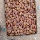 اخلاص نساح الكميه 40 طن