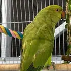 بيغاء دره