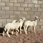 للبيع خرفان ورخال((تم البيع تم البيع))