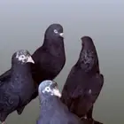 حمام قلابي للبيع