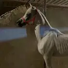 حصان فحل للبيع