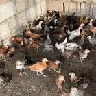 صوص بلدي