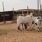 فحل جنوبي ابرص شرط القريع