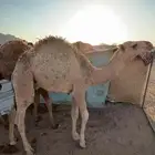 قعدان طيبات عماره 6شهور