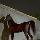 فحل مصري بيور