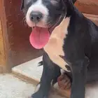 كلبين بيتبول