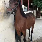 مزاد هجر لبيع وعرض الخيل العربي