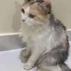 قطه للتبني سليمة