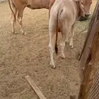 بقره يتبعها عجل اول بطن لها وعشار لها شهرين