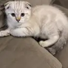 قط للبيع