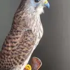 طير بأشق للبيع
