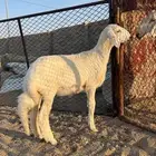 للبيع رخل بريه نظيفه الصحه شرط