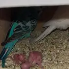 بادجي منتج مع فرخين شرط