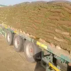 عشب طبيعي ا(إنجيلة C2000) أمريكي مقاوم للملوحه
