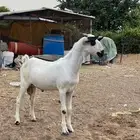مشروع فحل بيشي فاخر