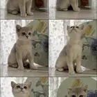 قط بريتش Lilac Golden Shaded