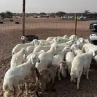 طليان ورخال تربيه