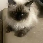 قطه حلوه