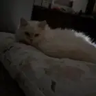 تبني قطه تعبانه في فطريات جنب فمها الفطريات خفيفه 10شهور