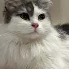 قطة شيرازي لتبني