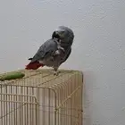 ببغاء كاسكو ذكر متكلم بوضوح
