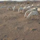 للبيع حريات مقنوي