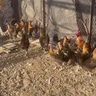 دجاج بياض