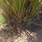 نخل فروخ ونقايل