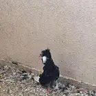 للبيع حمام نفاخ و بلجيكي