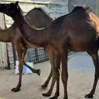 حشوان قصب